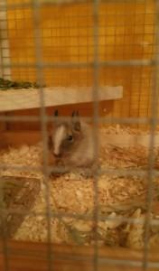 Alana a Arthas Osmák Degu