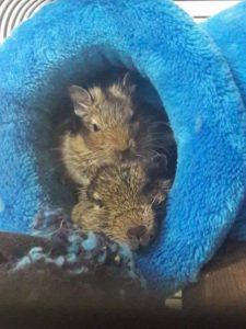 Cora - Osmák Degu