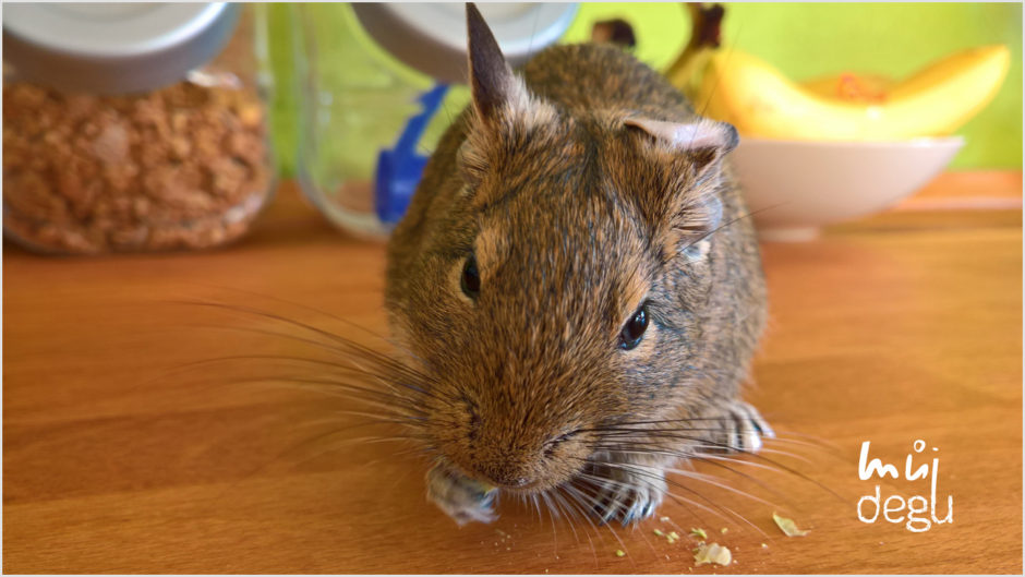 Meggie - Osmák Degu