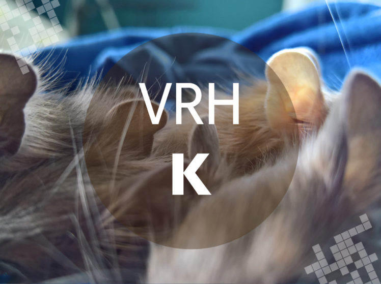 Vrh K - Osmák degu