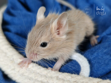 Patty - Osmák degu