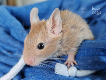 Rose - Osmák degu