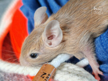 Rosie - Osmák degu