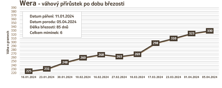 Osmák Degu - Wera - váhový přírůstek v době březosti