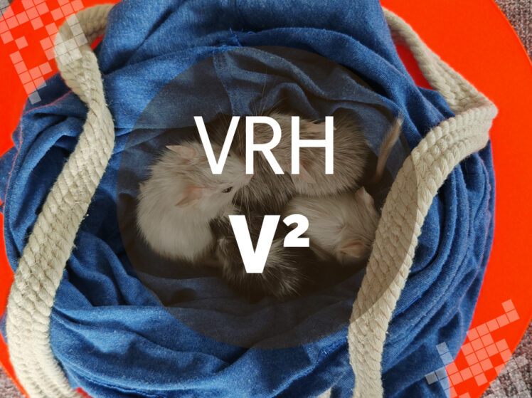 Osmák Degu - Vrh V2