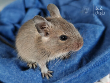 Wendy - Osmák degu