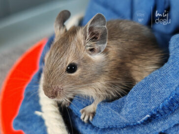 Wilma - Osmák degu