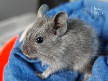 Winston - Osmák degu