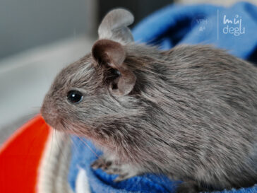 Alex - Osmák degu