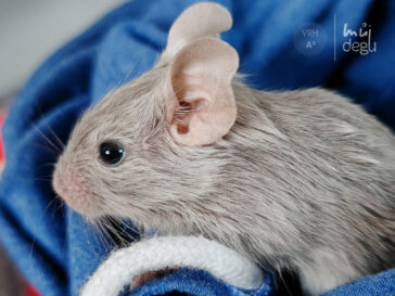 Andy - Osmák degu