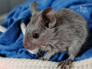 Astra - Osmák degu