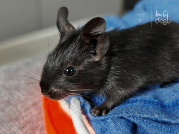 Barnabáš - Osmák degu
