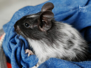 Bart - Osmák degu