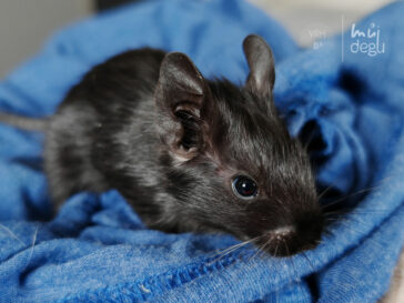 Brox - Osmák degu
