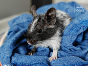 Bruce - Osmák degu