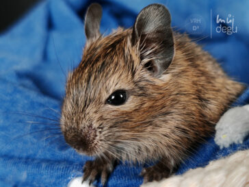 Dolf - Osmák degu