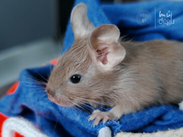 Eddie - Osmák degu