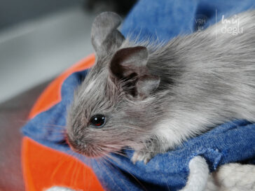 Elijah - Osmák degu