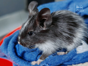 Estel - Osmák degu