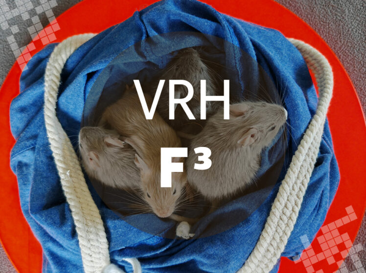 Osmák Degu - Vrh F3