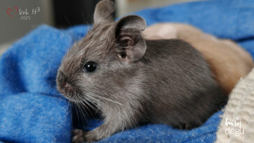 Osmák Degu - Vrh H3