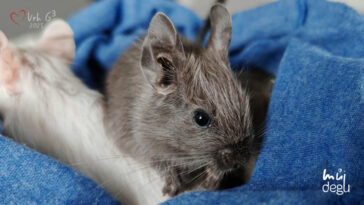 Osmák Degu - Vrh G3