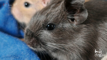 Osmák Degu - Vrh H3