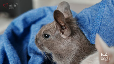 Osmák Degu - Vrh G3