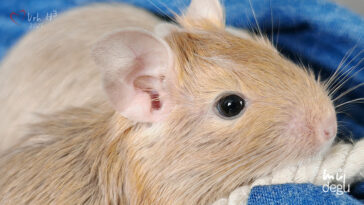 Osmák Degu - Vrh H3