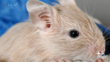 Osmák Degu - Vrh H3