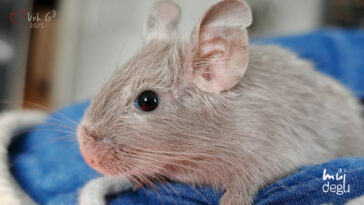 Osmák Degu - Vrh G3