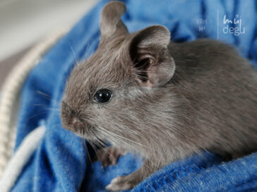 Osmák Degu - Vrh H3 - Hal