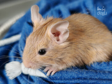 Osmák Degu - Vrh H3 - Héra