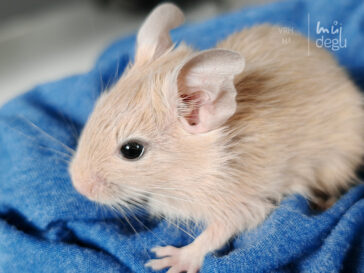 Osmák Degu - Vrh H3 - Hermes