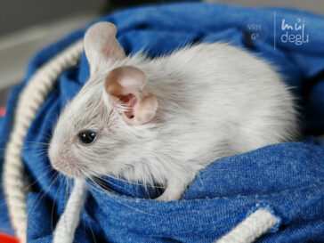 Osmák Degu - Vrh G3 - Galadriel