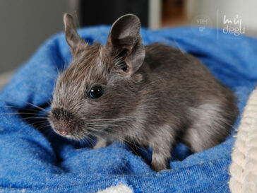 Osmák Degu - Vrh G3 - Gamora