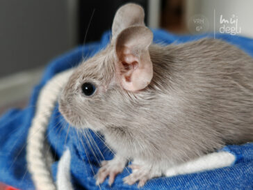 Osmák Degu - Vrh G3 - Gill