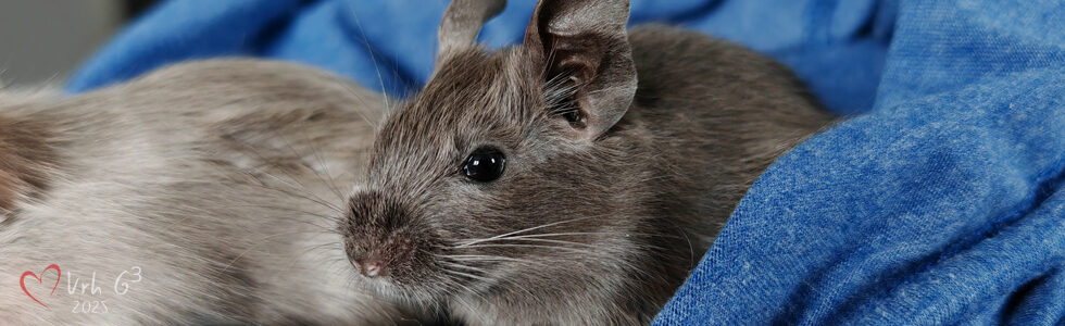 Osmák Degu - Vrh G3