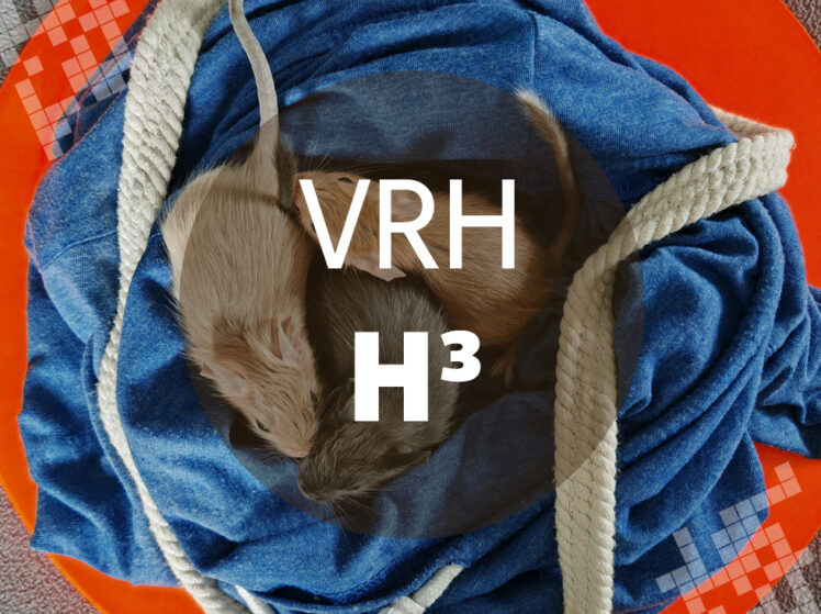 Osmák Degu - Vrh H3