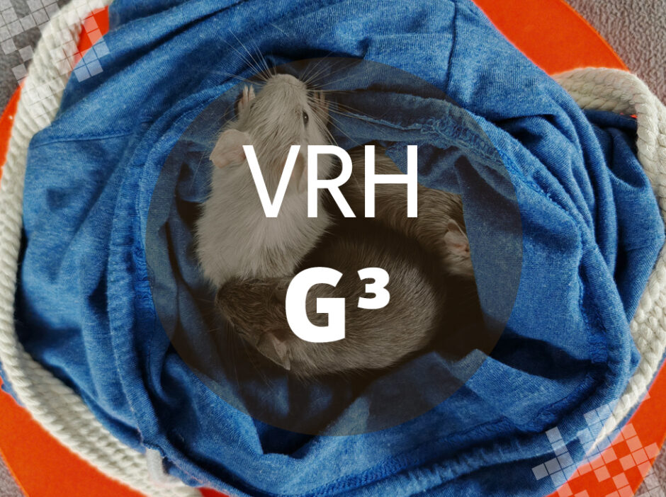 Osmák Degu - Vrh G3