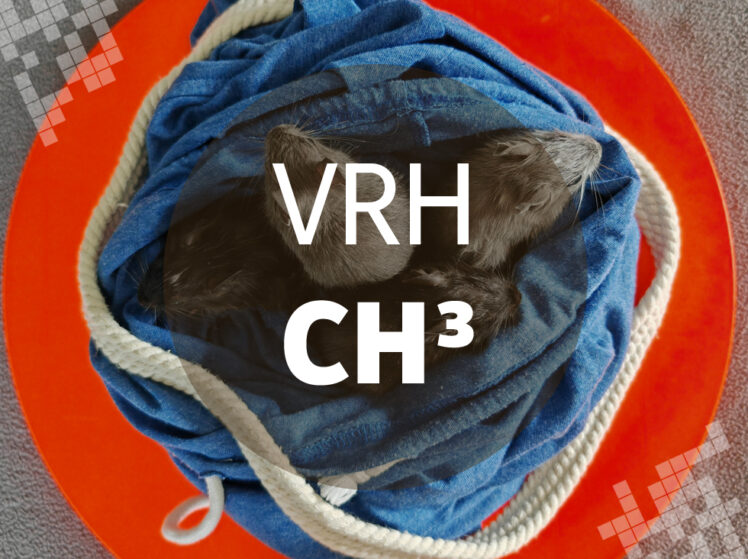 Osmák Degu - Vrh CH3
