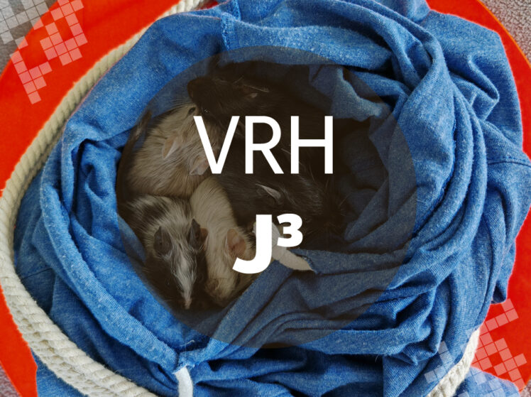 Osmák Degu - Vrh J3