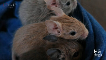 Vrh K3 - Osmák degu