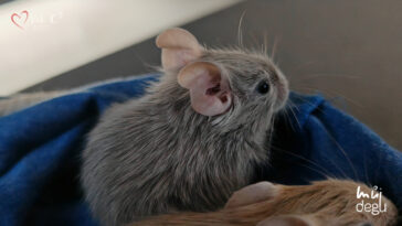 Vrh K3 - Osmák degu