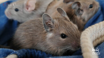 Vrh K3 - Osmák degu