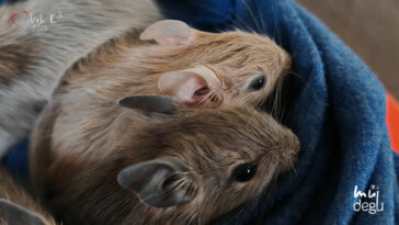 Vrh K3 - Osmák degu