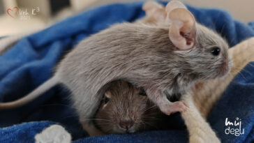 Vrh K3 - Osmák degu