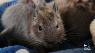 Vrh K3 - Osmák degu