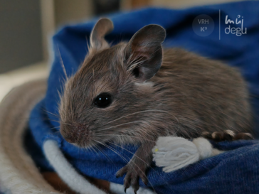 Kevin - Osmák degu