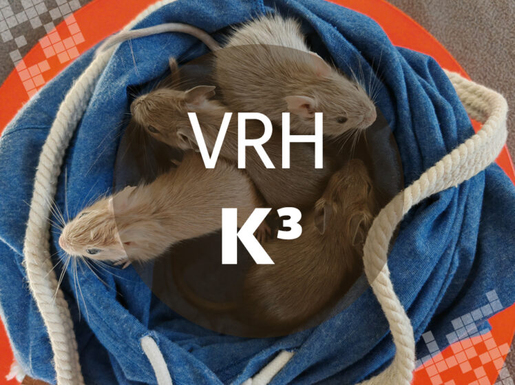 Vrh K3 - Osmák degu